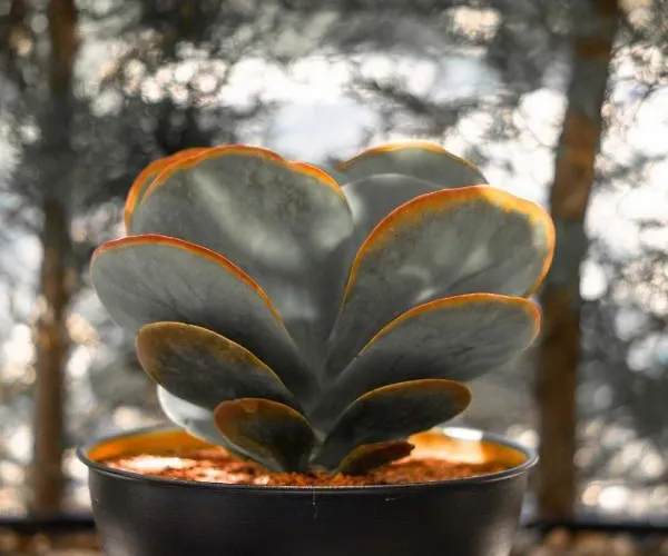 Cati Boutique Отель